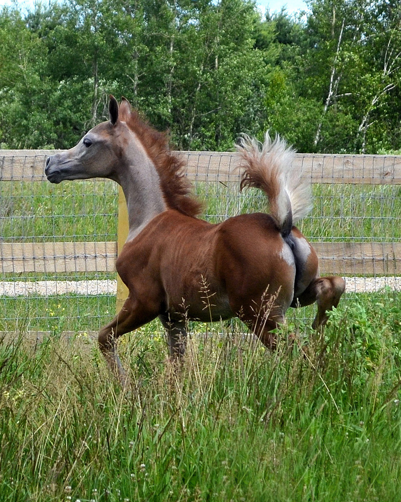 Jhavani DHA Arabian Stallion of Deer Haven Arabians Arabian Stallions